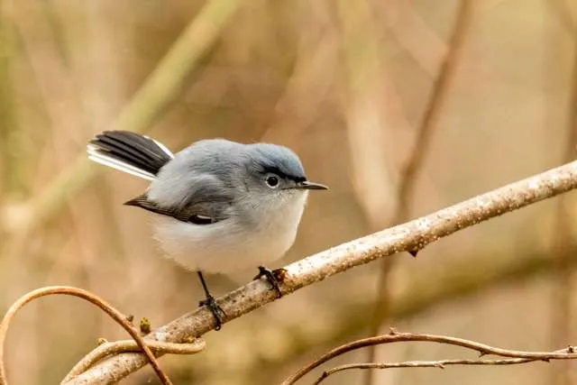 Small gray bird with pale underparts, darker blue gray on the back and blue cap.