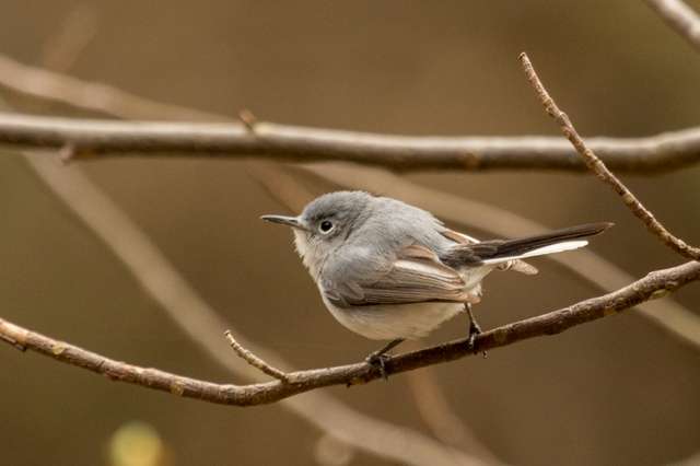 Small gray bird with pale underparts, darker blue gray on the back and blue cap.
