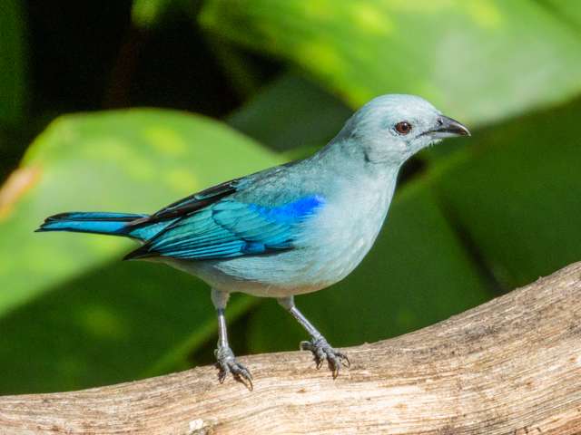 Large songbird with pale blue and gray plumage.