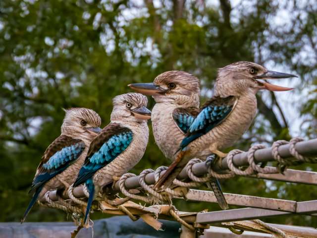 4 huge kingfishers with very big bill pale underparts and blue patches on the wings.