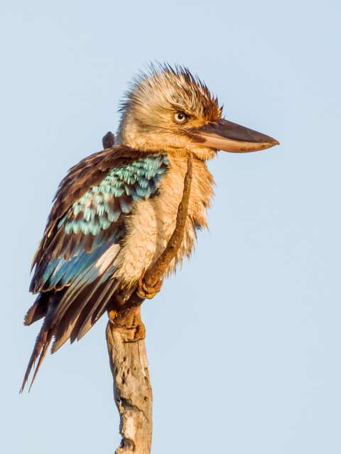 A huge kingfisher with a very big bill pale underparts and blue patches on the wings.