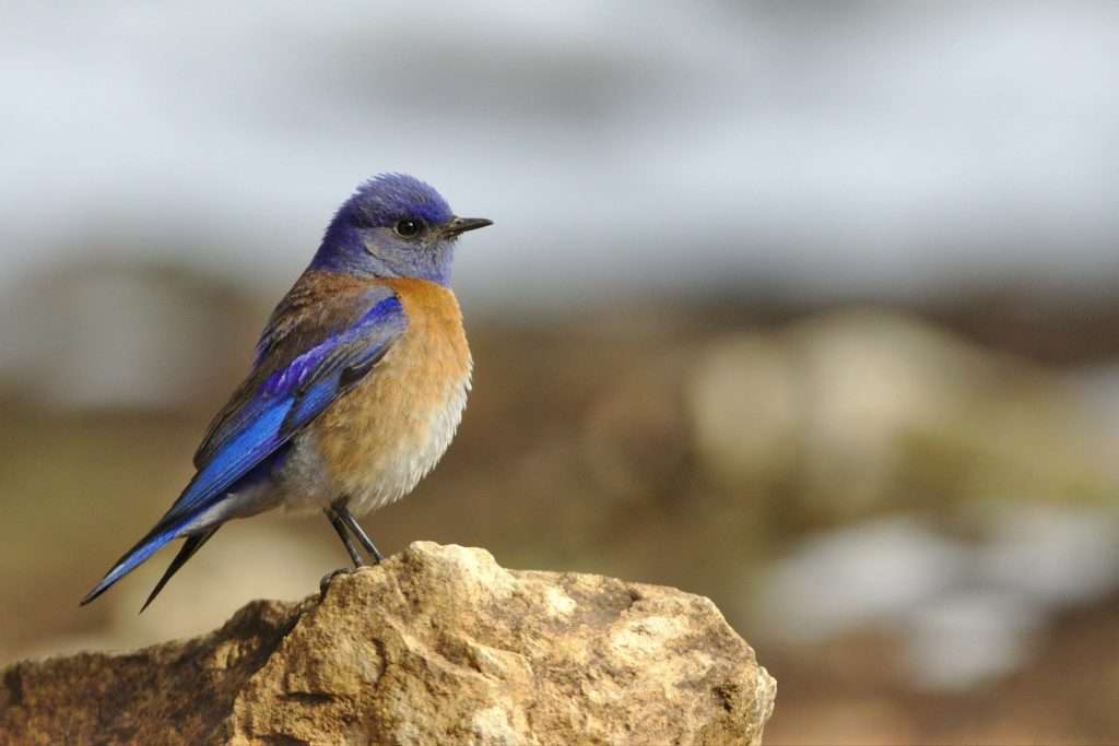 A small bird with rusty underparts and bright blue back and head is standing on a rock.