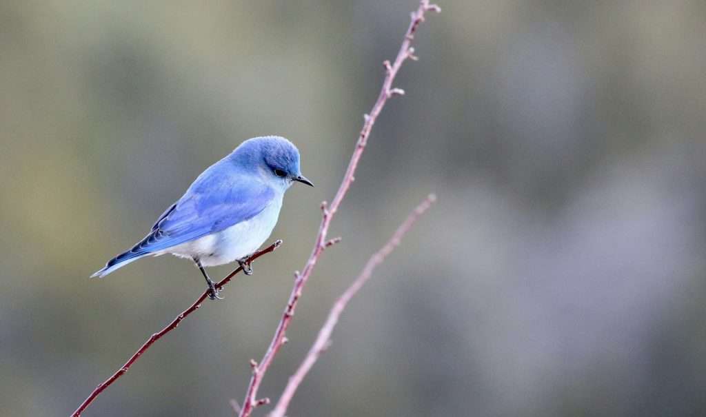 A bright blue small bird is standing on a small twig.
