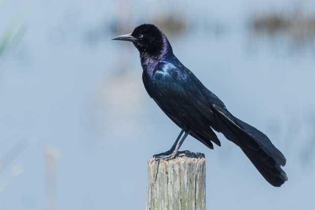 Male Boat-tailed Grackle standing on a post