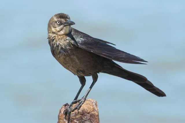 Female Boat-tailed Grackle standing on a post