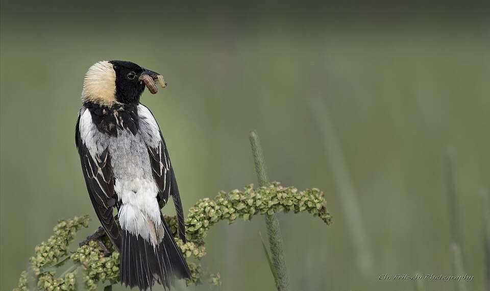 A finch link black bird with white back and yellow patch on the head.