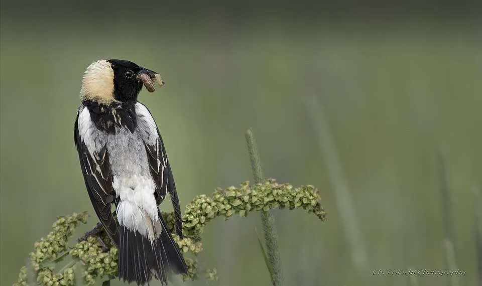 A finch link black bird with white back and yellow patch on the head.