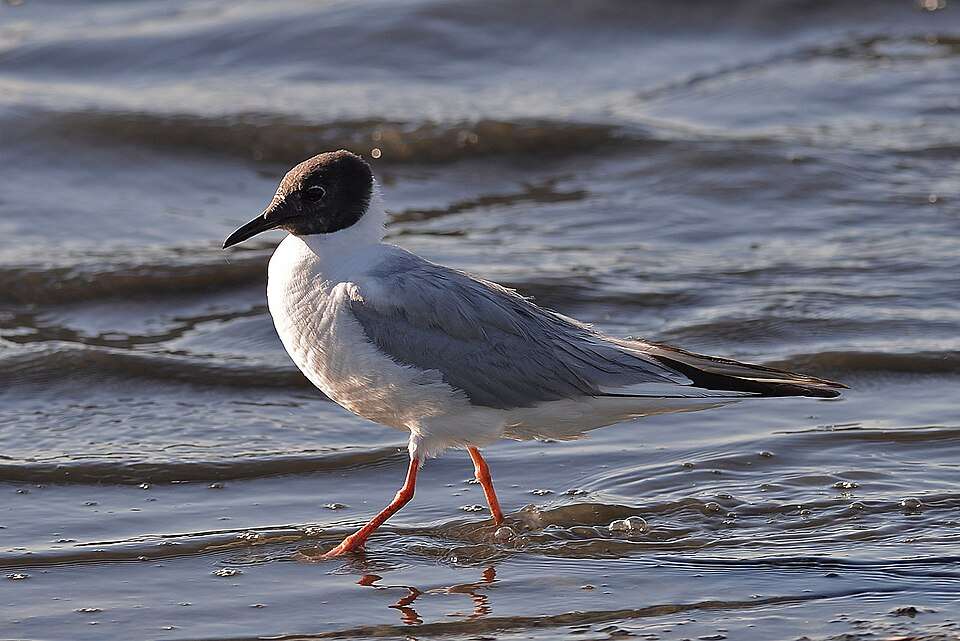 Small pale gull with black head is walking in shallow water.