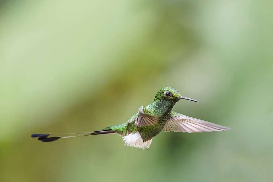 A green hummingbird is in flight. It has white fluffy feathers around its feet and 2 long streamers.