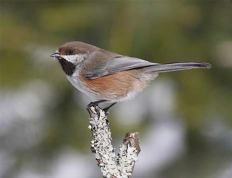 A tiny fluffy bird with a dark brown cap, black chin, gray breast and tan sides.