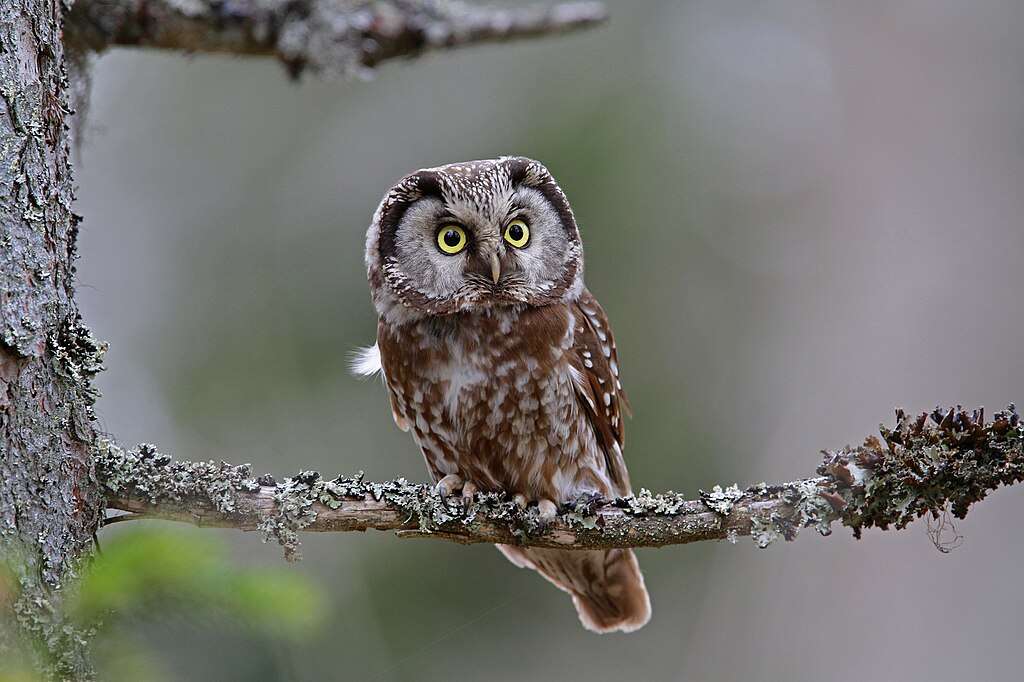 Boreal Owl sitting on a tree branch