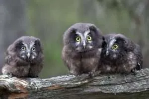 Boreal Owl chicks on a branch