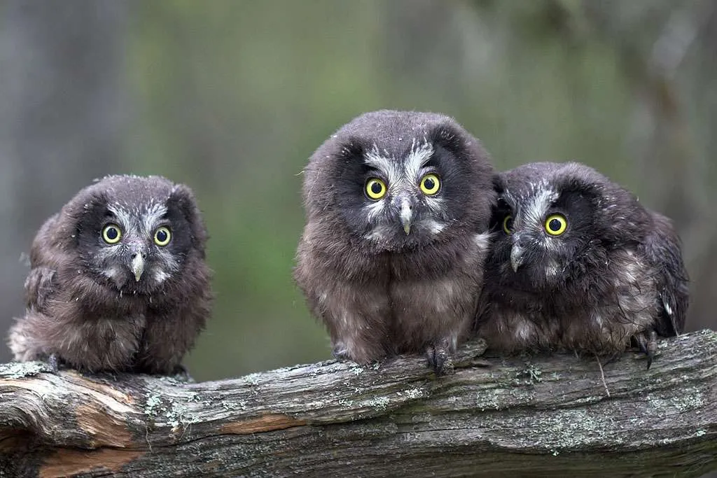 Boreal Owl chicks on a branch