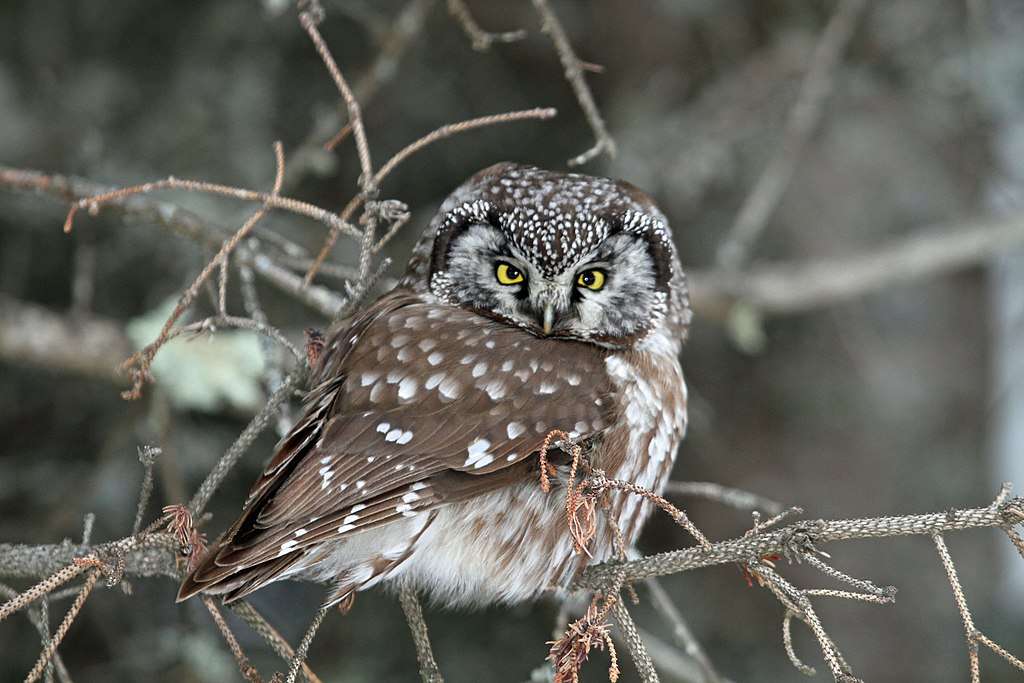 Boreal Owl sitting in trees
