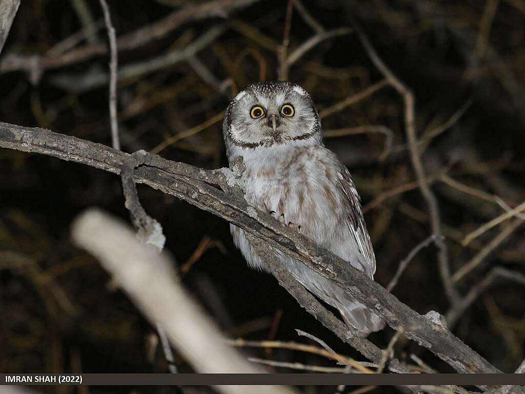 Boreal Owl sitting on a branch at night