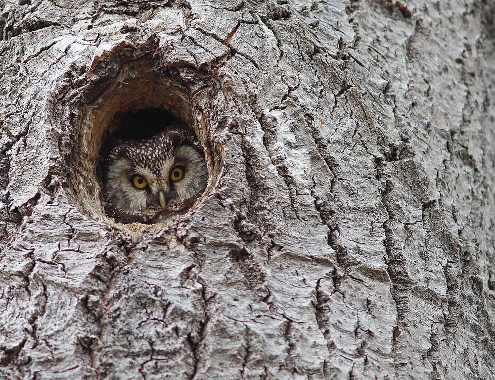 Boreal Owl peeking out from nest cavity