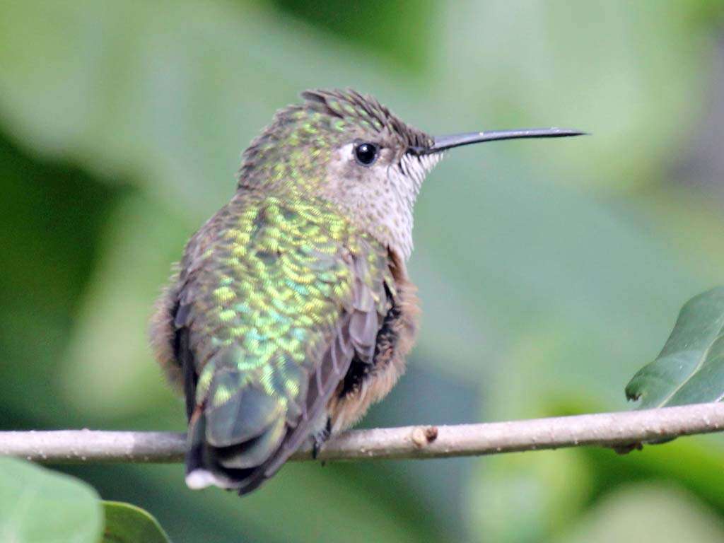 Female Broad-tailed Hummingbird on a small branch