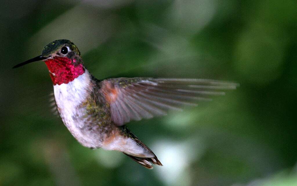 Broad-tailed Hummingbird in flight