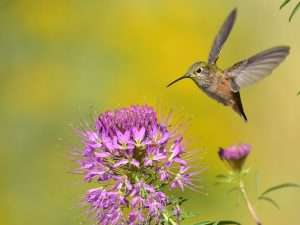 Female Broad-tailed Hummingbird at a flower