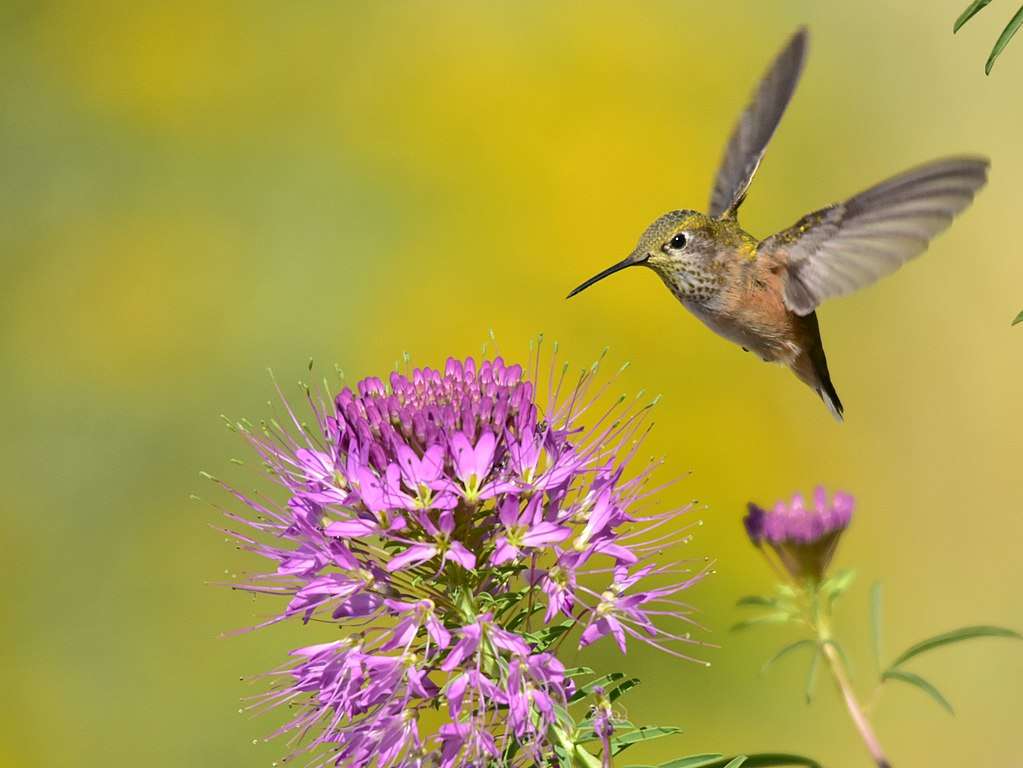 Female Broad-tailed Hummingbird at a flower
