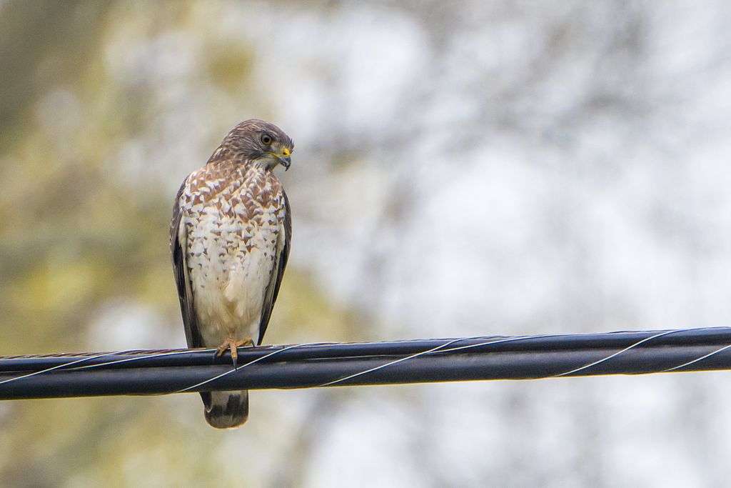 Broad-winged Hawk sitting on a wire