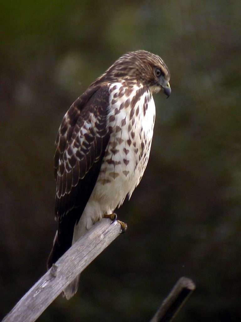 Broad-winged Hawk sitting on a stick