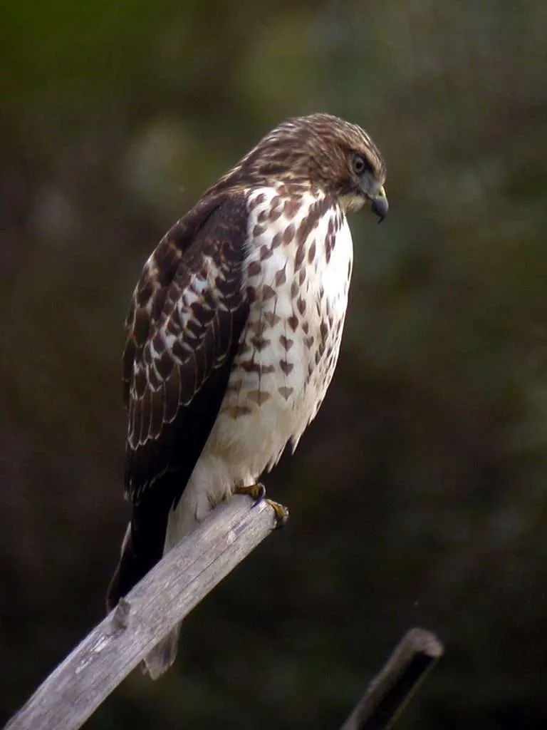 Broad-winged Hawk sitting on a stick