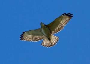 Broad-winged Hawk in flight