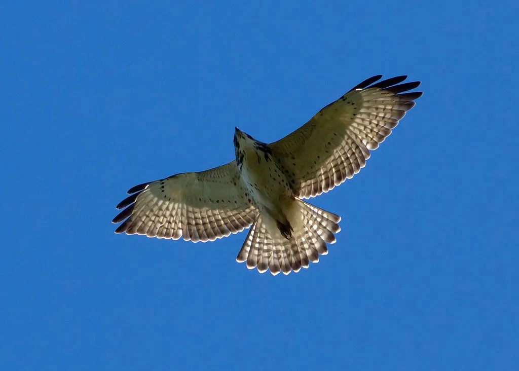 Broad-winged Hawk in flight