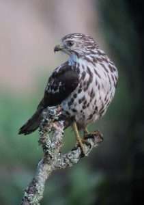 Broad-winged Hawk on a stick