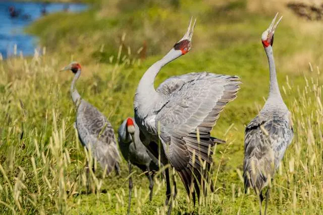 A pair of large grey cranes are dancing in courtship.