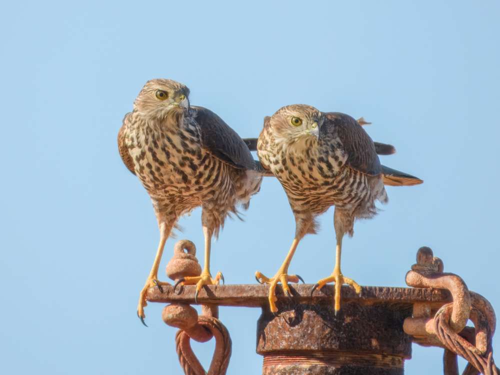 Pair of juvenile Brown Goshawk looking in the same direction