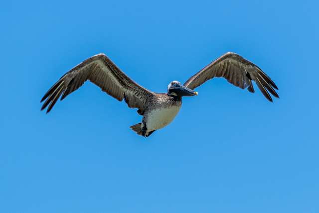 Huge waterbird with tan through dark brown plumage and huge bill. It is in flight with wings extended.