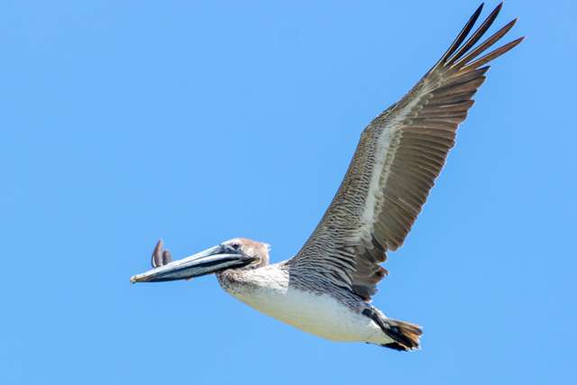 Huge waterbird with tan through dark brown plumage and huge bill. It is in flight with wings extended.