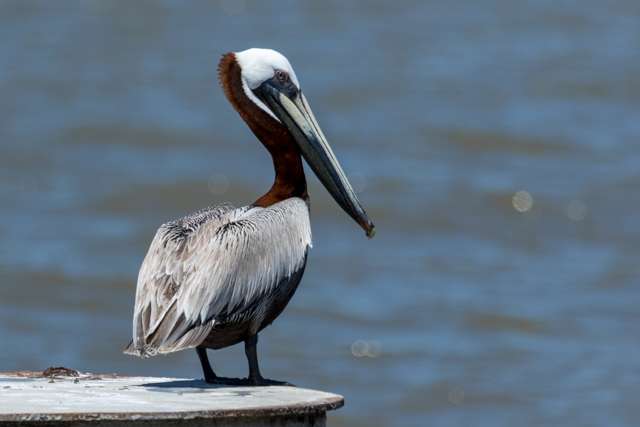 Huge waterbird with tan through dark brown plumage, white head and huge bill.