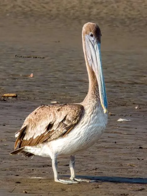 Huge waterbird with tan through dark brown plumage and huge bill.