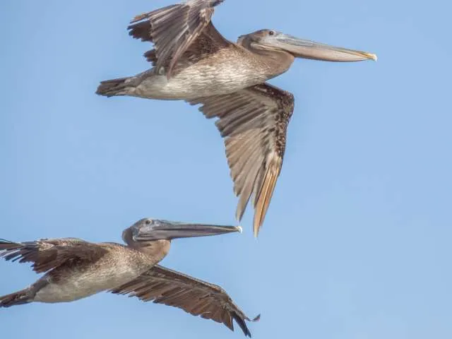 Huge waterbird with tan through dark brown plumage and huge bill. It is in flight with wings extended.