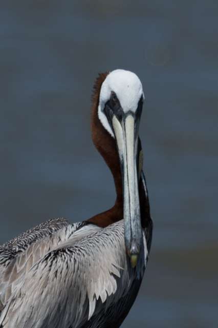 Huge waterbird with tan through dark brown plumage, huge bill and white head.