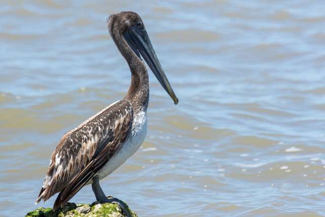 Huge waterbird with tan through dark brown plumage and huge bill.