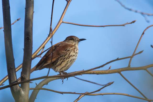 Medium sized songbird with mid brown back and streaky breast.