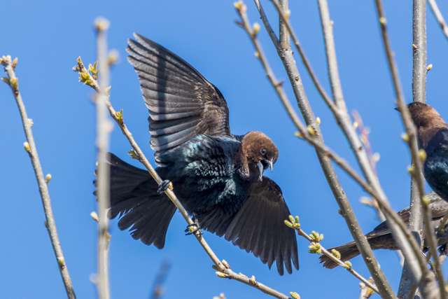 Medium sized black colored bird with glossy blue wings and brown head. It is displaying by holding out its wings.