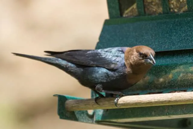 Medium sized black colored bird with glossy blue wings and brown head.