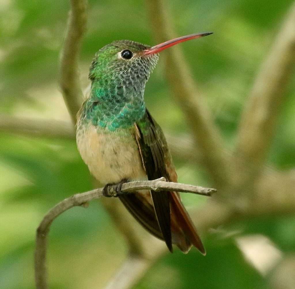 Buff-bellied Hummingbird sitting on a twig