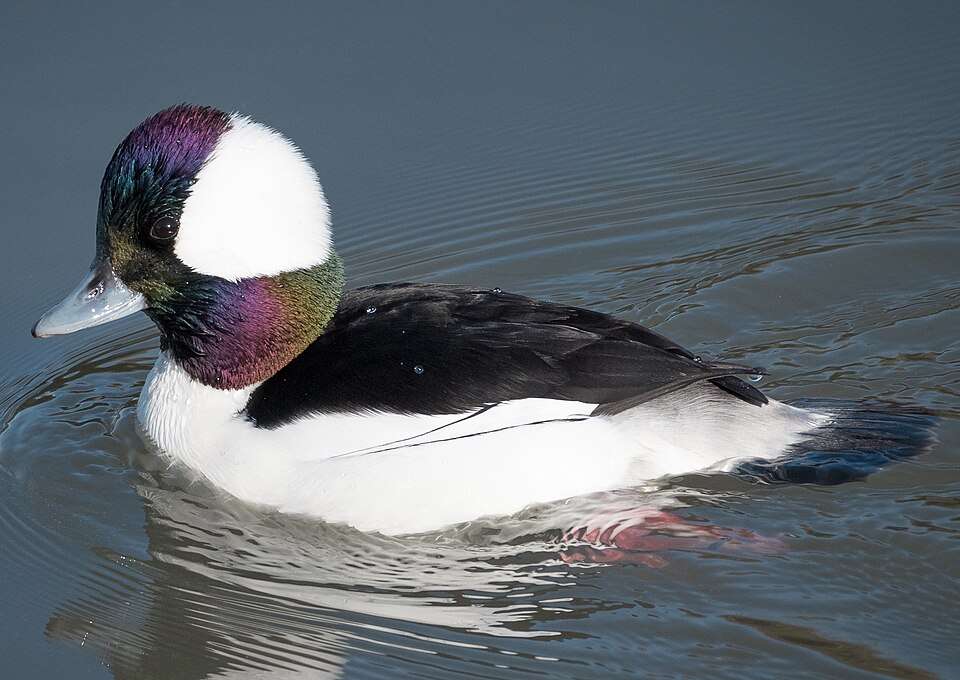 Medium sized duck with black and white plumage and glossy head.