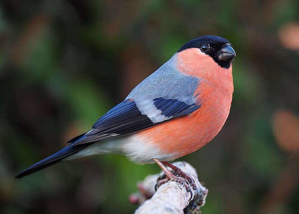 Small finch with red plumage and read wings tips, tail and head.