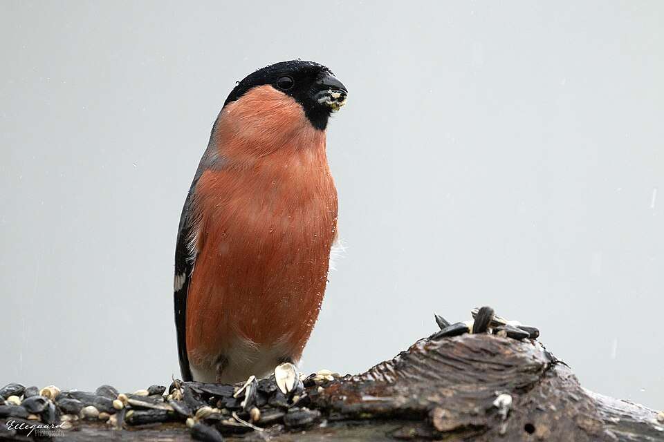 Small finch with red plumage and read wings tips, tail and head.