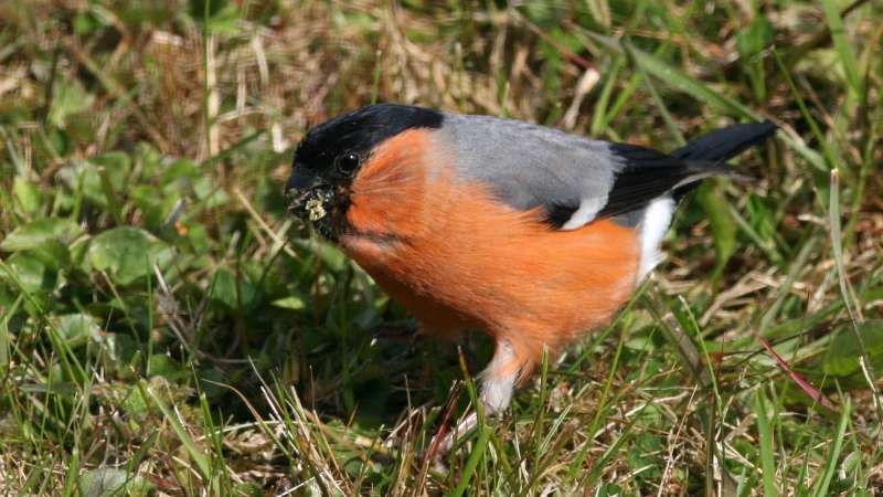Small finch with red plumage and read wings tips, tail and head.
