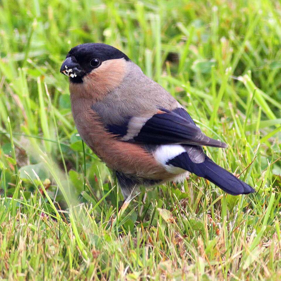 Small finch with brown plumage and read wings tips, tail and head.