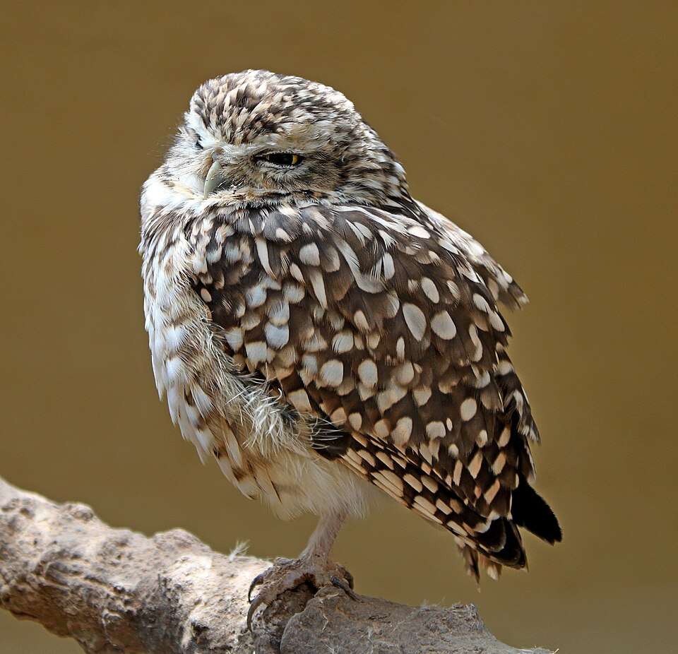 A small spotted owl stands on one leg.