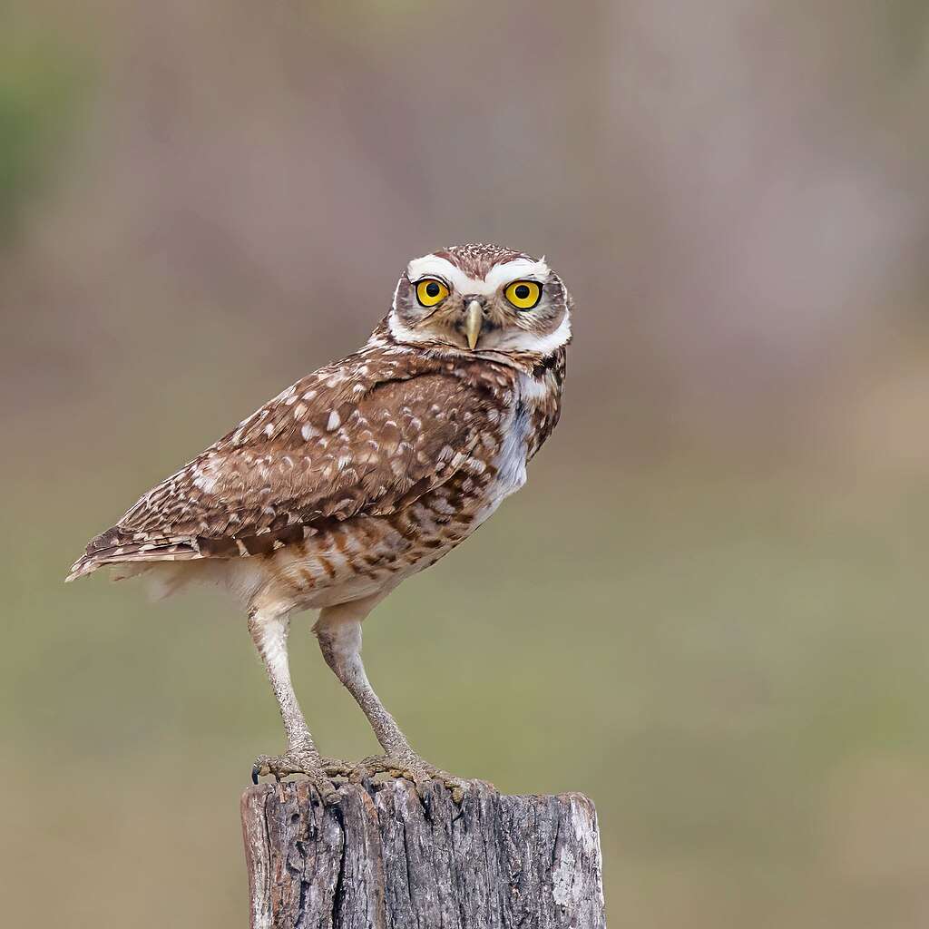 Burrowing Owl standing on a post